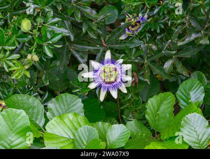 Profilnaht einer Passionsblume, passiflora caerulea, zwischen Baumblättern. Weiße und violette Blüten Stockfoto