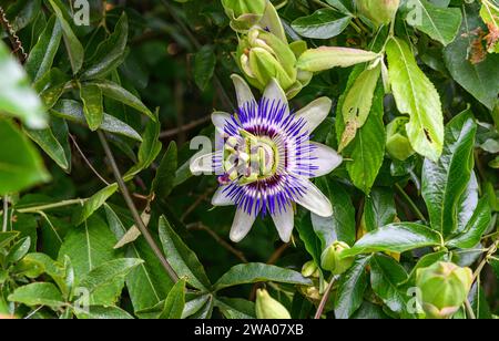 Nahaufnahme einer Passionsblume, Passiflora caerulea, zwischen Baumblättern. Weiße und violette Blüten Stockfoto