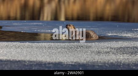 Flussotter am Blaisdell Lake im Norden von Wisconsin. Stockfoto