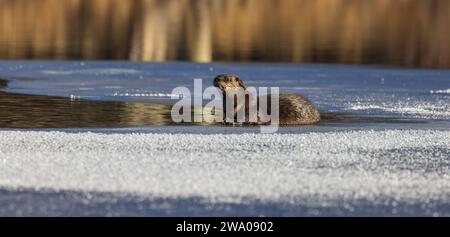 Flussotter am Blaisdell Lake im Norden von Wisconsin. Stockfoto