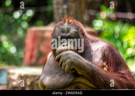 Pongo pygmaeus, der Orangutan, lebt in den südostasiatischen Regenwäldern. Mit seinen intelligenten Augen und seinem sanften Auftreten symbolisiert dieser große Affe den im Stockfoto