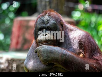 Pongo pygmaeus, der Orangutan, lebt in den südostasiatischen Regenwäldern. Mit seinen intelligenten Augen und seinem sanften Auftreten symbolisiert dieser große Affe den im Stockfoto