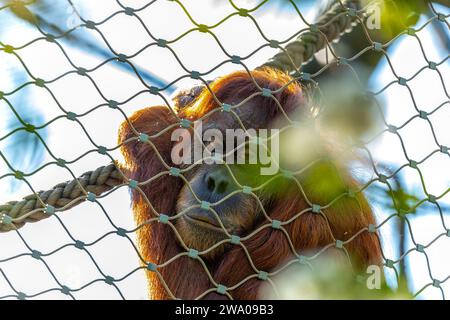 Pongo pygmaeus, der Orangutan, lebt in den südostasiatischen Regenwäldern. Mit seinen intelligenten Augen und seinem sanften Auftreten symbolisiert dieser große Affe den im Stockfoto