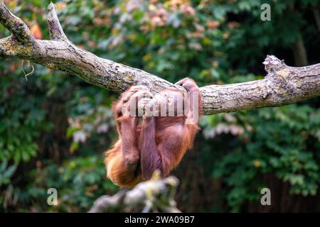 Pongo pygmaeus, der Orangutan, lebt in den südostasiatischen Regenwäldern. Mit seinen intelligenten Augen und seinem sanften Auftreten symbolisiert dieser große Affe den im Stockfoto