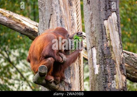 Pongo pygmaeus, der Orangutan, lebt in den südostasiatischen Regenwäldern. Mit seinen intelligenten Augen und seinem sanften Auftreten symbolisiert dieser große Affe den im Stockfoto