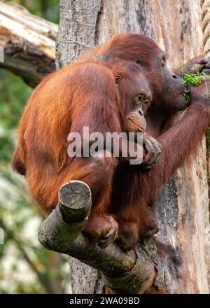 Pongo pygmaeus, der Orangutan, lebt in den südostasiatischen Regenwäldern. Mit seinen intelligenten Augen und seinem sanften Auftreten symbolisiert dieser große Affe den im Stockfoto