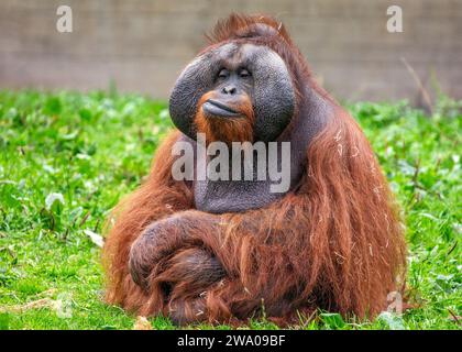 Pongo pygmaeus, der Orangutan, lebt in den südostasiatischen Regenwäldern. Mit seinen intelligenten Augen und seinem sanften Auftreten symbolisiert dieser große Affe den im Stockfoto