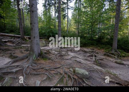 Schlesien Karkonoski Park Narodowy Nationalpark Riesengebirge bei Schreiberhau Szklarska PorÄba. Szklarska PorÄba Schlesien Polen *** Schlesien Karkonoski Park Narodowy Nationalpark Riesengebirge bei Schreiberhau Szklarska PorÄba Szklarska PorÄba Schlesien Polen Stockfoto