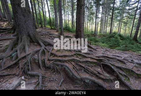 Schlesien Karkonoski Park Narodowy Nationalpark Riesengebirge bei Schreiberhau Szklarska PorÄba. Szklarska PorÄba Schlesien Polen *** Schlesien Karkonoski Park Narodowy Nationalpark Riesengebirge bei Schreiberhau Szklarska PorÄba Szklarska PorÄba Schlesien Polen Stockfoto