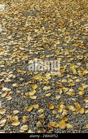 Ein Kiesboden, der mit trockenen, umgestürzten Blättern bedeckt ist Stockfoto