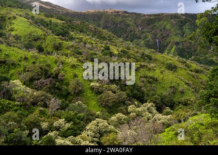 Wasserfälle zieren die lebhaften Hügel von Mauis Waihe'e Ridge. Stockfoto