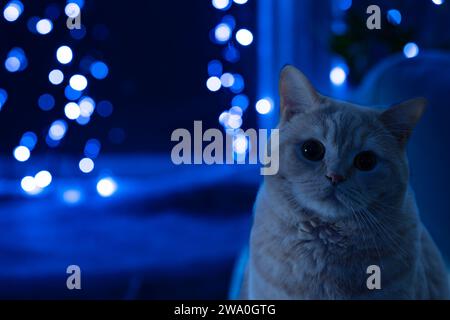 Britische Kurzhaarkatze im Weihnachtslicht Stockfoto