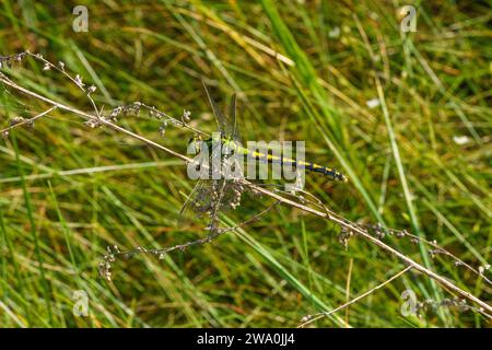 Ophiogomphus cecilia Familie Gomphidae Gattung Ophiogomphus Grüner Schlangenagel Grüner Gomphid Grüne KnüppelschwanzLibelle wilde Natur Insektentapete, Pictu Stockfoto