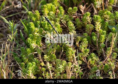 Ophiogomphus cecilia Familie Gomphidae Gattung Ophiogomphus Grüner Schlangenagel Grüner Gomphid Grüne KnüppelschwanzLibelle wilde Natur Insektentapete, Pictu Stockfoto