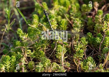 Ophiogomphus cecilia Familie Gomphidae Gattung Ophiogomphus Grüner Schlangenagel Grüner Gomphid Grüne KnüppelschwanzLibelle wilde Natur Insektentapete, Pictu Stockfoto