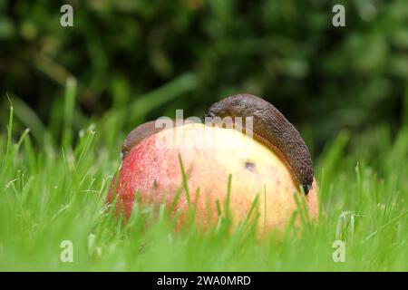 Schwarzschnecke (Arion ater), Futtermittel an einem Apfel, gefallene Frucht, Wilnsdorf, Nordrhein-Westfalen, Deutschland, Europa Stockfoto