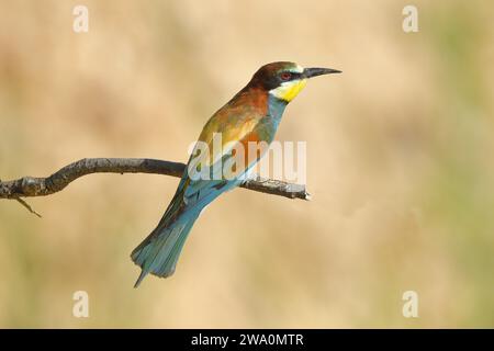 Bienenfresser (Merops apiaster) auf einem Ast sitzend, dorsale Ansicht, Rheinland-Pfalz, Deutschland, Europa Stockfoto