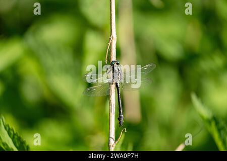 Gomphus vulgatissimus Familie Gomphidae Gattung Gomphus Common Clubtail Libelle wilde Natur Insektentapete, Bild, Fotografie Stockfoto