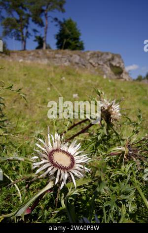 Felsformationen im Naherholungsgebiet Wental, Bartholomä, Silberdistel (Carlina acaulis), Trockental, Steinheim am Albuch, Schwäbische Alb, Heidenheim, Stockfoto