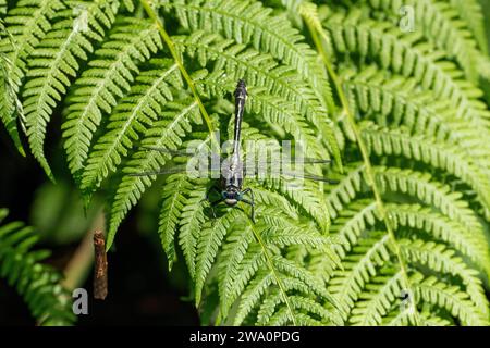 Gomphus vulgatissimus Familie Gomphidae Gattung Gomphus Common Clubtail Libelle wilde Natur Insektentapete, Bild, Fotografie Stockfoto