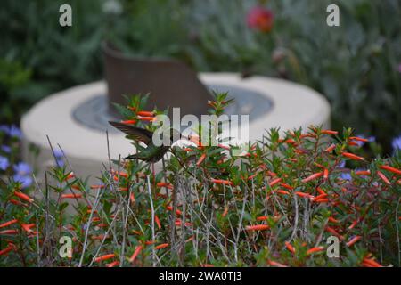 Ein Kolibri, der über Blumen schwingt, vor einem Vogelbad. Stockfoto