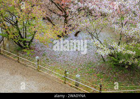 Kyoto, Japan - 6. April 2023: Ninnaji ist einer von Kyoto's großen Tempeln, die zum Weltkulturerbe gehören und berühmt für Omuro-Kirschen, spätblühende Kirschen tr Stockfoto