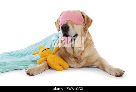 Netter Labrador Retriever mit Schlafmaske und Häkelhase unter Decke, die auf weißem Hintergrund ruht Stockfoto