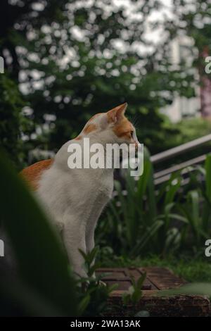 Ein paar Straßenkatzen, die ich in Sudirman, Jakarta traf. Stockfoto