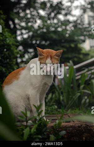 Ein paar Straßenkatzen, die ich in Sudirman, Jakarta traf. Stockfoto