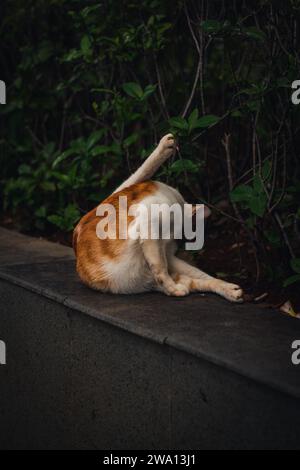 Ein paar Straßenkatzen, die ich in Sudirman, Jakarta traf. Stockfoto