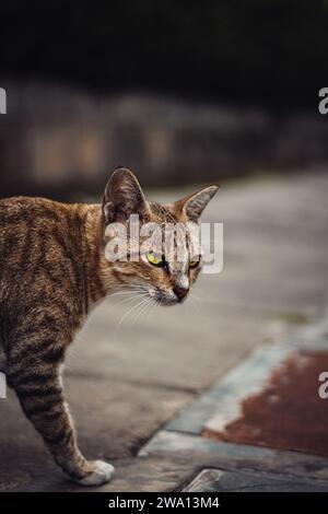 Ein paar Straßenkatzen, die ich in Sudirman, Jakarta traf. Stockfoto