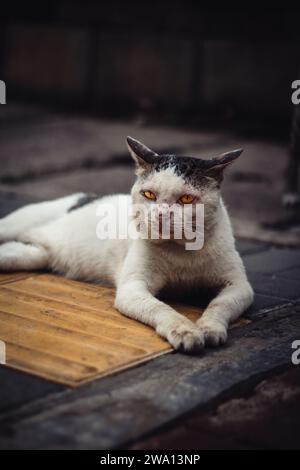 Ein paar Straßenkatzen, die ich in Sudirman, Jakarta traf. Stockfoto