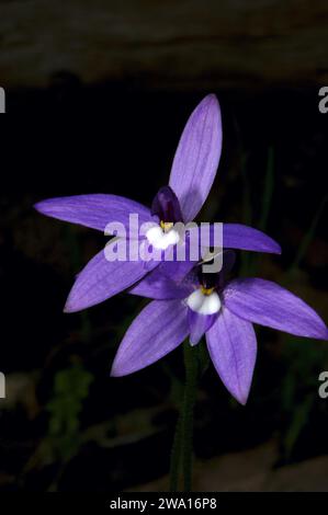 Ein Paar Wax Lips Orchids (Glossodia Major), das ihre purpurne Schönheit im Hochkins Ridge Flora Reserve in Croydon North, Victoria, Australien, zeigt. Stockfoto