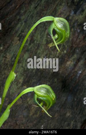 Die Orchideen der Nickengrüne (Pterostylis nutans) sind aus offensichtlichen Gründen auch als Papageien Beak Orchideen bekannt! Dieses Paar wurde in Hochkins Ridge gefunden. Stockfoto