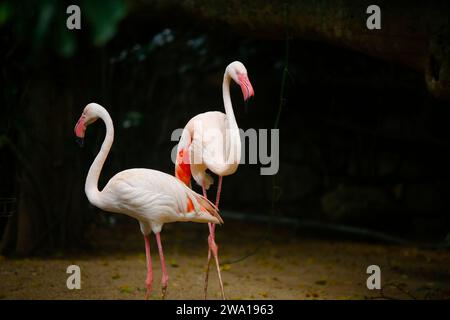 Wunderschöne Natur mit ein paar Flamingovögeln im Rahmen des Sri Lanka Zoos. Stockfoto