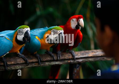 Eine Gruppe von bunten Aras, die die Samen in einer Reihe beobachten. Im Zoo von sri lanka. Selektiver Fokus Stockfoto