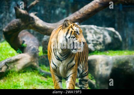 Großer männlicher bengalischer Tiger, der im Nationalpark in sri lanka spaziert. Dehiwala Zoo. Stockfoto