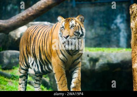 Großer männlicher bengalischer Tiger, der im Nationalpark in sri lanka spaziert. Dehiwala Zoo. Stockfoto