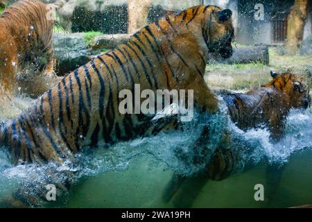 Ein paar Tiger kämpfen liebevoll unter Wasser in einem Nationalpark in Sri Lanka. Dehiwala Zoo. Stockfoto