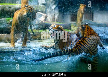03 Tiger kämpfen liebevoll unter Wasser in einem Nationalpark in Sri Lanka. Dehiwala Zoo. Stockfoto