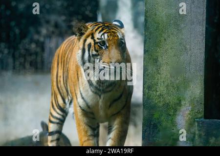 Großer männlicher bengalischer Tiger, der im Nationalpark in sri lanka spaziert. Dehiwala Zoo. Stockfoto