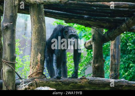 Nachdem Sie im Regen nass geworden sind, sehen Sie einen einzelnen erwachsenen Schimpansen im Zoo mit grünem natürlichem Hintergrund aus der Nähe. Es ist aus dem Sri Lanka Nationalpark. Stockfoto