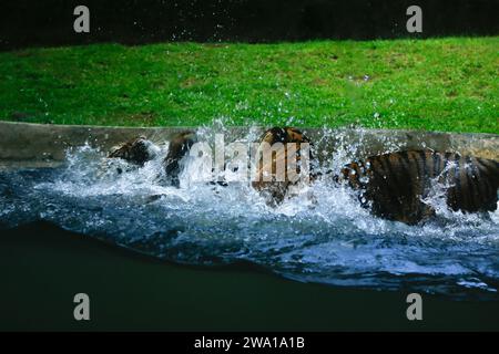 Ein paar Tiger kämpfen liebevoll unter Wasser in einem Nationalpark in Sri Lanka. Dehiwala Zoo. Stockfoto