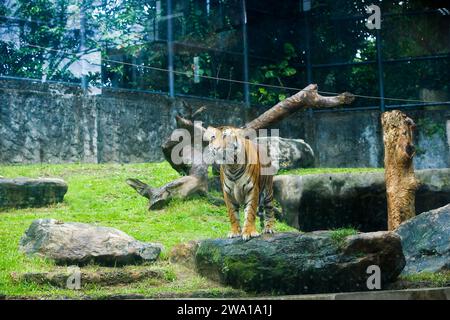 Großer männlicher bengalischer Tiger, der im Nationalpark in sri lanka spaziert. Dehiwala Zoo. Stockfoto