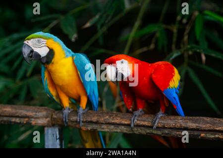 Eine Gruppe von bunten Aras, die die Samen in einer Reihe beobachten. Im Zoo von sri lanka. Selektiver Fokus Stockfoto