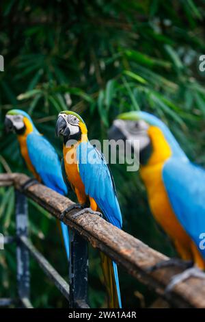 Eine Gruppe von bunten Aras, die die Samen in einer Reihe beobachten. Im Zoo von sri lanka. Selektiver Fokus Stockfoto