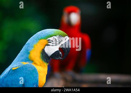 Eine Gruppe von bunten Aras, die die Samen in einer Reihe beobachten. Im Zoo von sri lanka. Selektiver Fokus Stockfoto