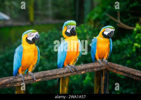 Eine Gruppe bunter Aras, die in einer Reihe anstehen. In Dehiwala, sri lanka. Stockfoto