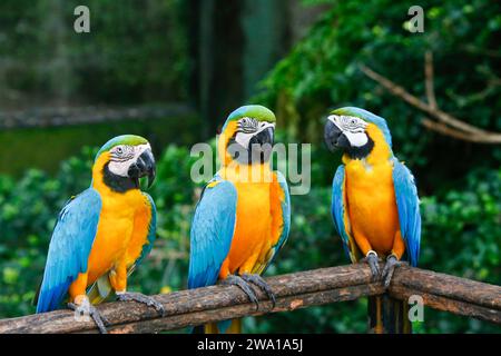 Eine Gruppe bunter Aras, die in einer Reihe anstehen. In Dehiwala, sri lanka. Stockfoto