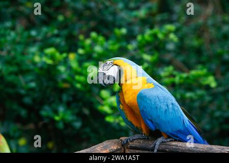 Ein einziger bunter Ara, der nach den Samen schaut. In Dehiwala, sri lanka Zoo. Stockfoto